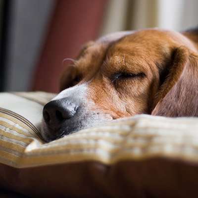 Dog friendly pub - The Dog Inn Ludham